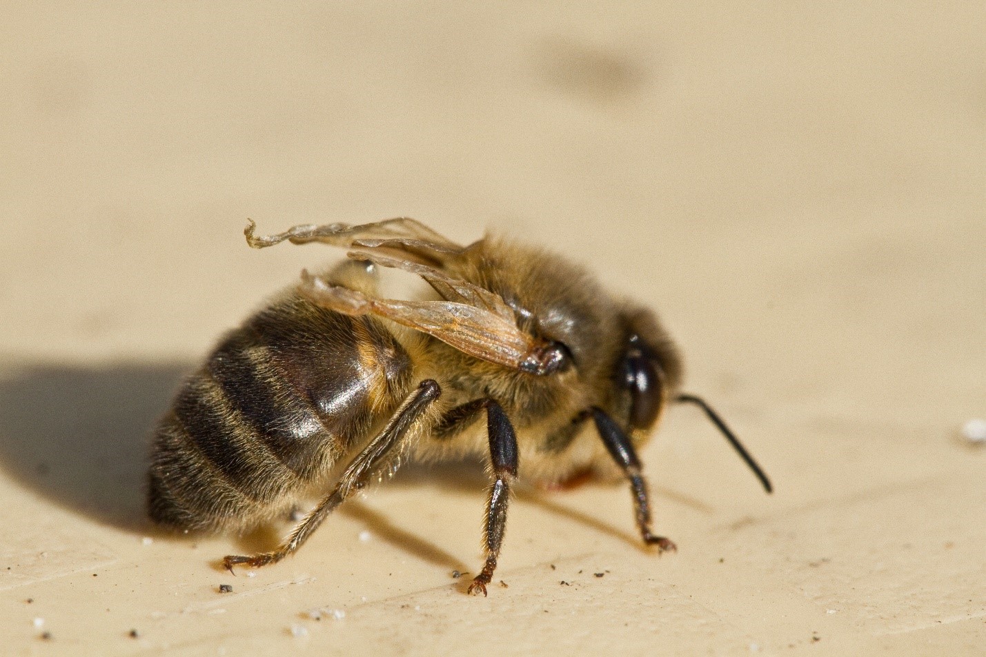 honey bee worker symptomatic for DWV